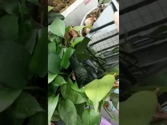 cat hitam bubuk super gloss